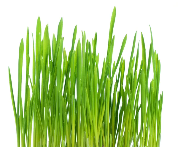 Taze bahar yeşili çimenler beyaz arkaplanda izole — Stok fotoğraf