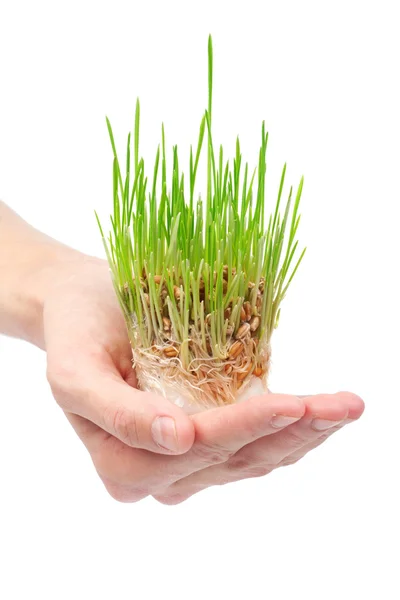 stock image Fresh green grass in the hand on white background