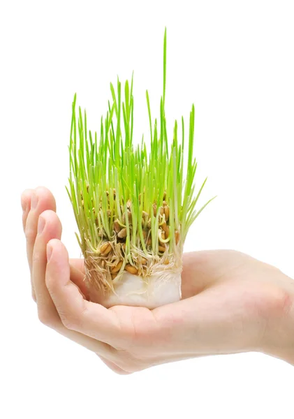 Свіжа зелена трава в руці на білому тлі — стокове фото