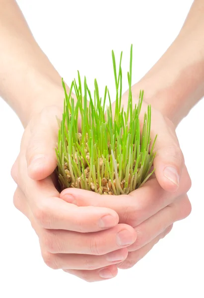 stock image Green grass in women hands isolated on white