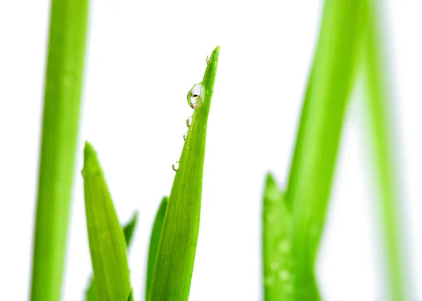 Wassertropfen auf den frischen grünen Trieb — Stockfoto