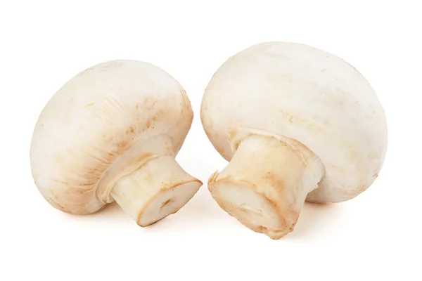 Två champignons isolerad på vit bakgrund — Stockfoto