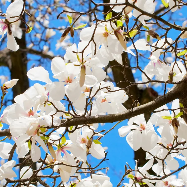 Wiosna wiśnia kwitnący oddział zbliżenie — Zdjęcie stockowe