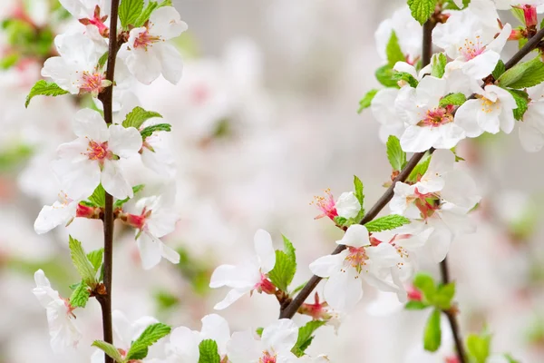 Frühling blühende Sakura Kirsche Blumen Zweig — Stockfoto