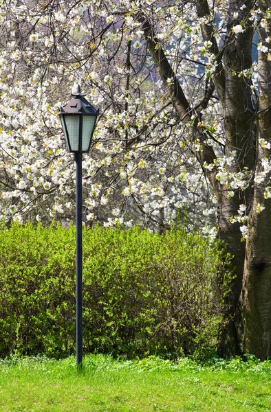 Lanterna em um parque de primavera florescendo — Fotografia de Stock