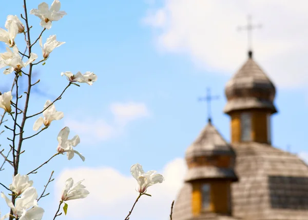 View of blossoming white tree against blue sky and blurry church — Stock Photo, Image