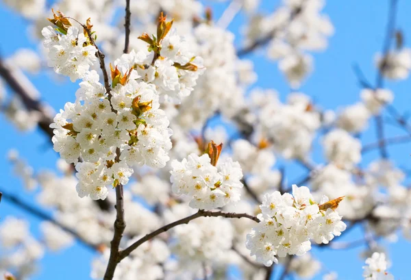 Spring blooming sakura cherry branch — Stock Photo, Image