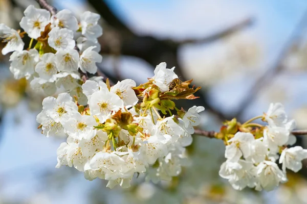 Frühling blühende Sakura Kirsche Blumen Zweig — Stockfoto