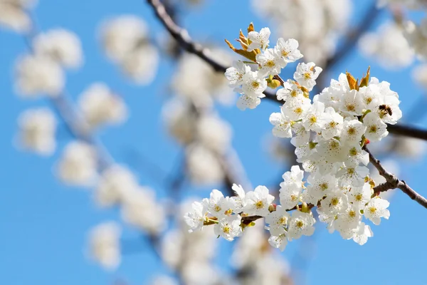 Ανοιξιάτικο ανθισμένο κλαδί από άνθη κερασιάς — Φωτογραφία Αρχείου