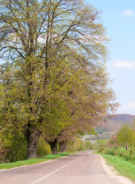Estrada vazia correndo ao longo do campo verde e árvores — Fotografia de Stock