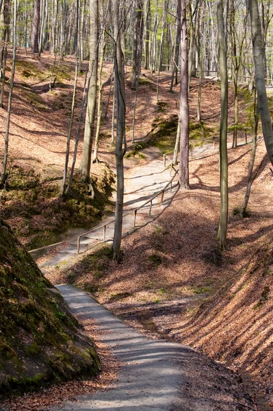Ξύλινη σκάλα σε ένα λόφο μέσα σε ένα δάσος άνοιξη — Φωτογραφία Αρχείου
