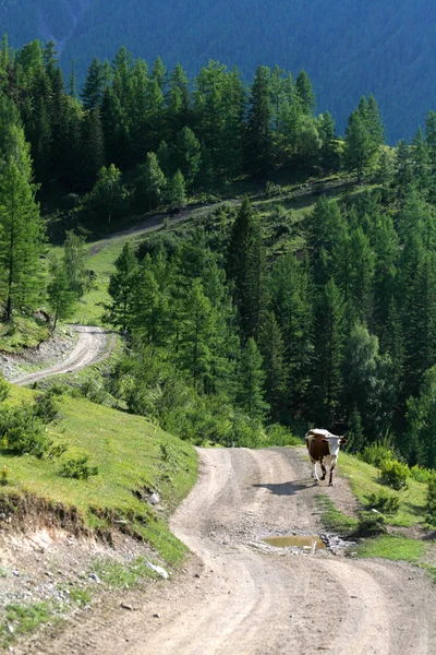 Mountain road in the summer — Stock Photo, Image