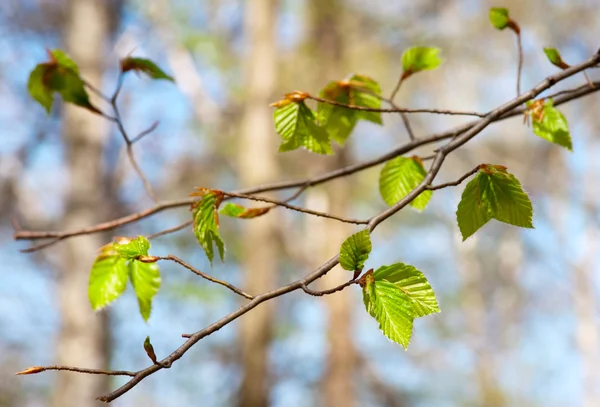 Ramo de árvore com brotos de primavera e folhas jovens — Fotografia de Stock