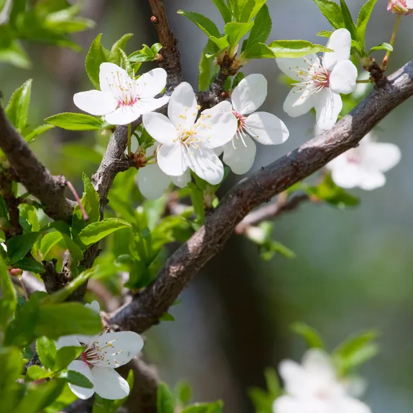 Jarní kvetoucí třešeň větev — Stock fotografie