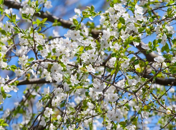 Frühjahrsblühender Kirschzweig gegen blauen Himmel — Stockfoto