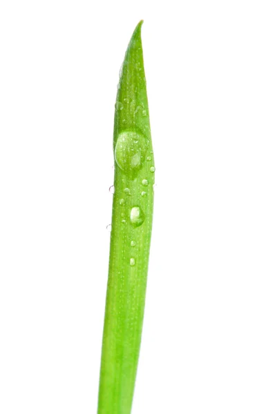 Víz csepp a friss zöld hajtás — Stock Fotó