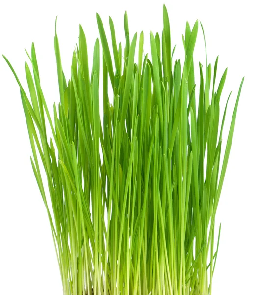 Färskt grönt gräs på vit bakgrund — Stockfoto