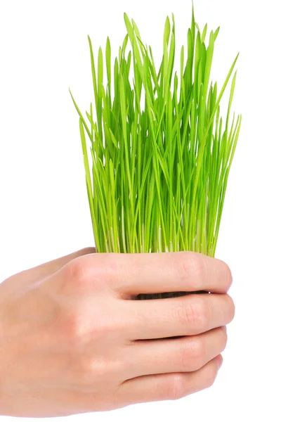 Beyaz zemin üzerinde elinde taze yeşil çimen — Stok fotoğraf
