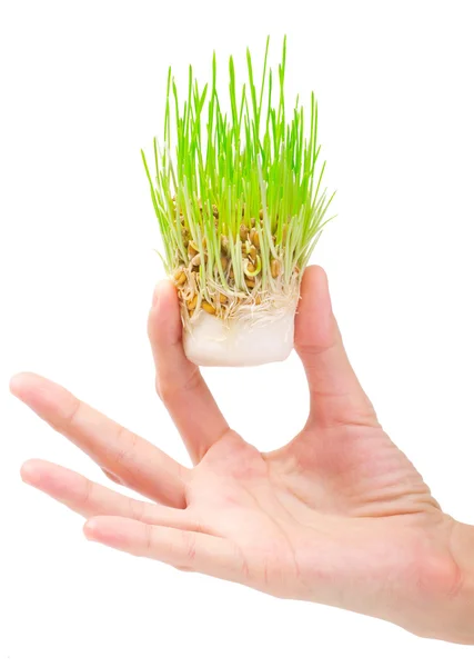 Erba fresca verde in mano su sfondo bianco — Foto Stock