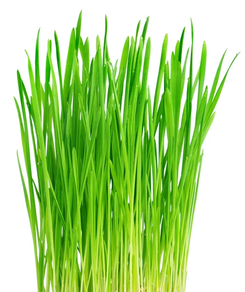 白い背景の上の新鮮な緑の芝生 — ストック写真
