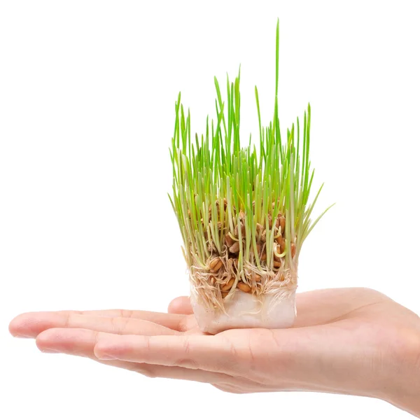 Čerstvé zelené trávě v ruce na bílém pozadí — Stock fotografie