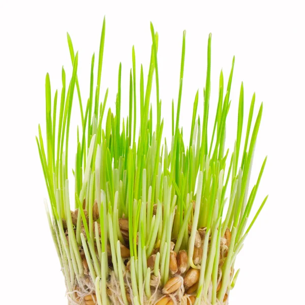 Frisches grünes Gras auf weißem Hintergrund — Stockfoto