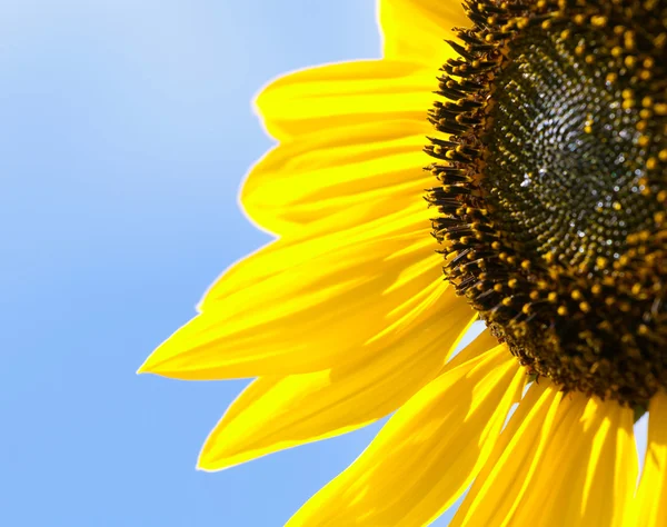 stock image Beautiful sunflower against blue sky