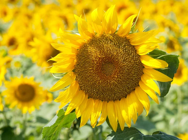 stock image Beautiful sunflower closeup