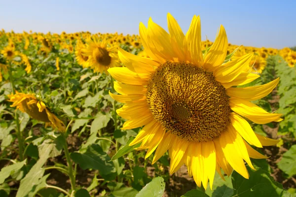 Stock image Beautiful sunflowers against blue sky