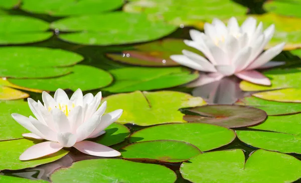 两位美丽绽放粉红色水池塘里 liliesl — 图库照片