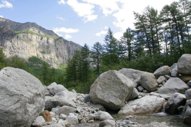 Larches, stones and spring in the Transbaikalia clipart