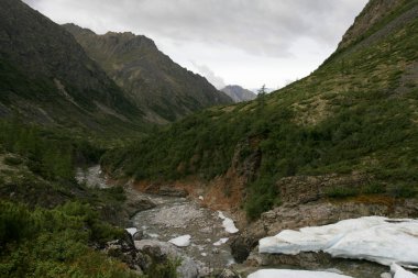 boreal iğne yapraklı orman manzarası