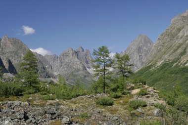 Karaçam Transbaykal dağlarda