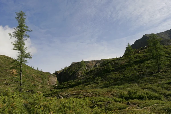 Vue de la forêt boréale de conifères — Photo