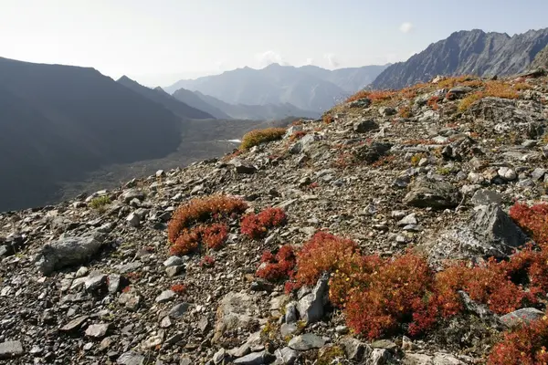 Lichens en montagne — Photo
