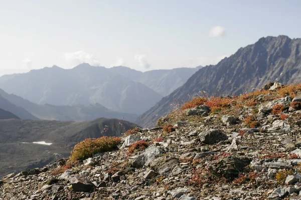 Lichens en montagne — Photo