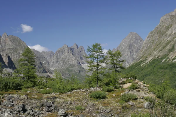 Vörösfenyő, a transbaikal-hegység — Stock Fotó