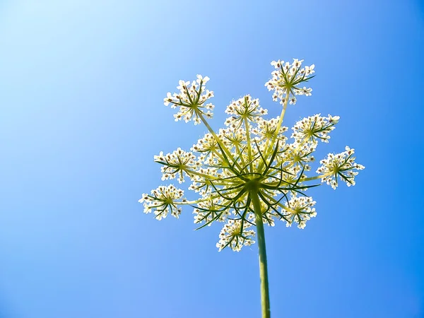 Piuttosto fiore bianco — Foto Stock