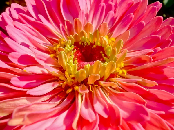 stock image Zinnia