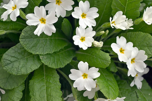 Primula bianca — Foto Stock