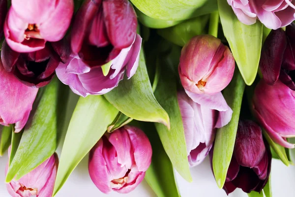 Tulipani freschi — Foto Stock