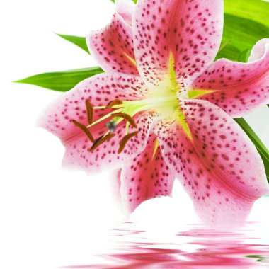 Beautiful flower clipart