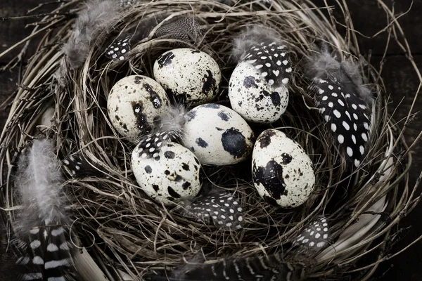 Oiseaux nichent avec des œufs (composition de Pâques ) — Photo