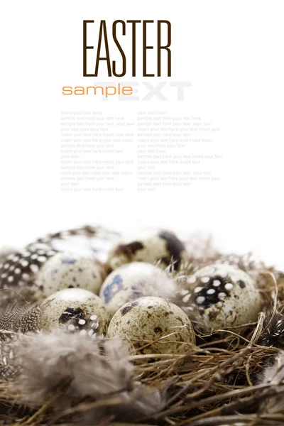 Nido Aves Con Huevos Composición Pascua Con Texto Muestra —  Fotos de Stock