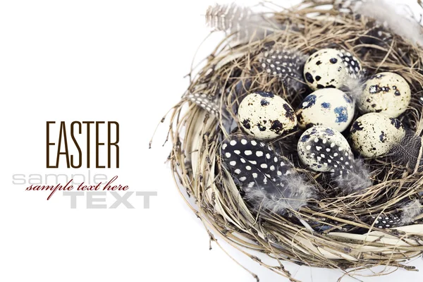 Пташине гніздо з яйцями ( Великодня композиція ) — стокове фото