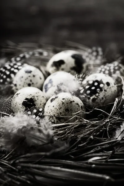 Las aves anidan con huevos (composición de Pascua) ) —  Fotos de Stock