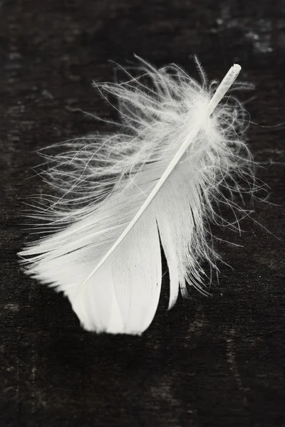 古いボード上の白い羽 — ストック写真