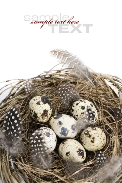 Птичье гнездо с яйцами (пасхальная композиция ) — стоковое фото