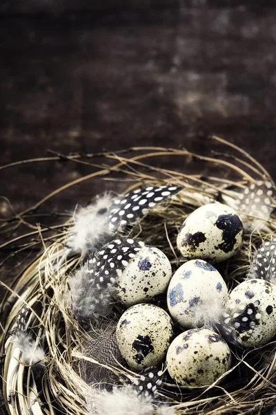 Ninho de pássaros com ovos (composição de Páscoa ) — Fotografia de Stock