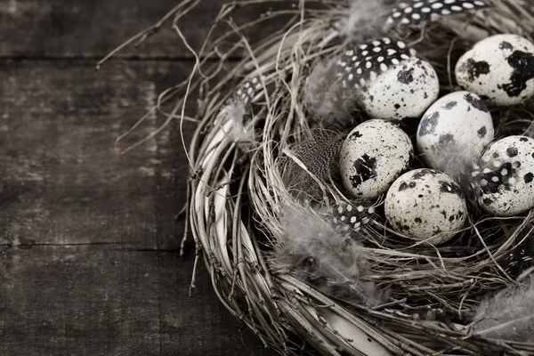 Ptaki gniazdo z jajkami (kompozycja Wielkanocna) — Zdjęcie stockowe